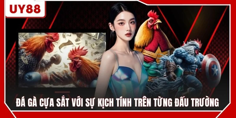 Đá gà cựa sắt với sự kịch tính trên từng đấu trường