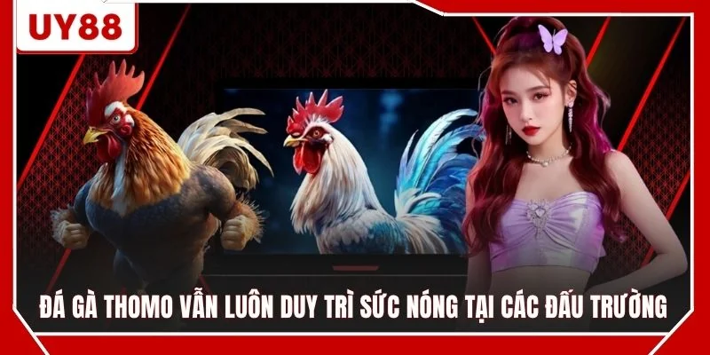 Đá gà Thomo vẫn luôn duy trì sức nóng tại các đấu trường
